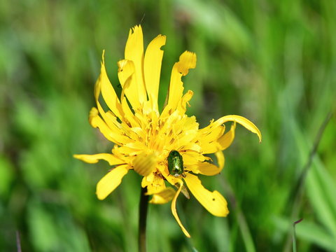 Crepis praemorsa &ndash; leafless hawksbeard flower in nature reserve Galovske luky in Czech republic