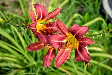 lily, flower, nature,  plant, red, green, bloom, flora, beauty, petal, blossom, flowers, beautiful, spring, floral, summer, yellow, orange, closeup, day, bright, leaf, macro