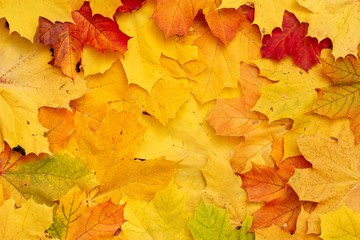 Naklejka na ściany i meble Bright multicolored maple leaves lying on the ground. Top view of the red, orange, yellow and green leaves of the maple. Closeup. Bright colors of Autumn.