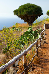 Paisaje rural con dragos centenarios. Pueblo Santo Domingo de Garafía. Isla La Palma. Pronvincia...