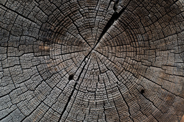 Abstract background saw cut tree.