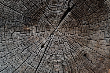 Fototapeta premium Abstract background saw cut tree.