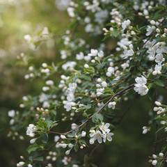 Closeup of blossoming apple tree branches at sunset. White flowers in the apple orchard. Selective focus