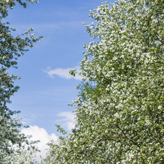 Closeup of apple tree branches with white flowers against the blue sky. Blooming apple orchard.