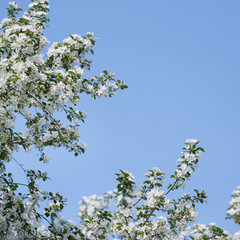 Closeup of apple tree branches with white flowers against the blue sky. Blooming apple orchard.