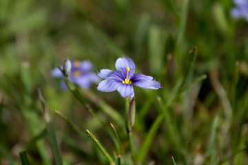 Close up shot of a small purple flower