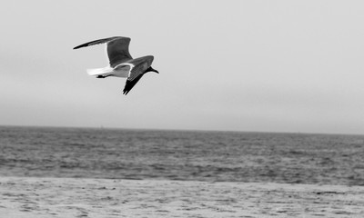 Fototapeta na wymiar Black and White photo of a seagull in flight