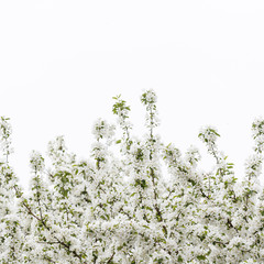 Closeup of blossoming apple tree branches in the park against the sky. White flowers of apple on flowering branches of a tree. The concept of spring. Allergy season. The concept of spring. Copy space