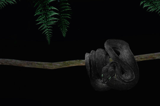 The black snake