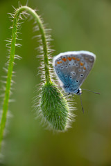 Common Blue Butterfly Polyommatus icarus on a red poppy flower bud