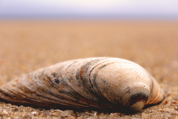 Close up shot of shells on the beach