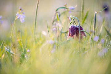 White and purple flowers of the delicate Snakehead Fritillary in the morning sun with hoarfrost in the grass