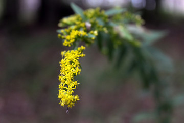 Close up shot of yellow flowers blooming in the spring