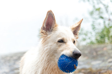 Obraz premium A dog, a Swiss Shepherd breed with a toy holding a ball in its mouth, its teeth.