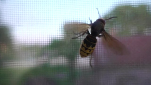 Hornet on mosquito window grid, slow motion