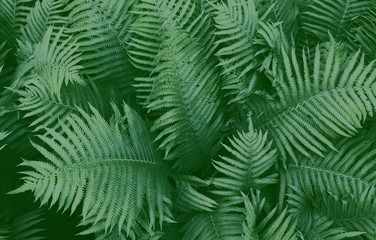 Naklejka na ściany i meble Beautiful background of natural fern leaves. Like a jungle. Green fresh fern.