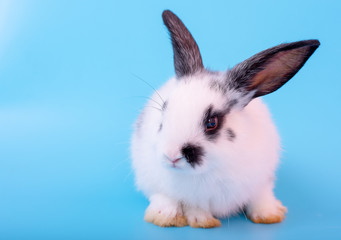 Little adorable black and white bunny rabbit with different action on blue background