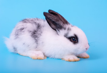Obraz premium Little adorable black and white bunny rabbit with different action on blue background