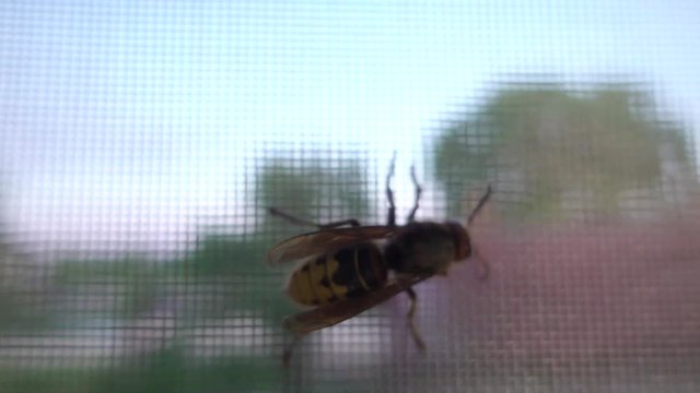 Hornet on mosquito window grid, slow motion