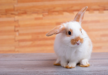 Little adorable bunny rabbit stay on gray table with brown wood pattern as background