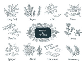 Hand drawn spices. Indian food herbs and vegetables, Italian and Asian ingredients, chili thyme and ginger vector illustration vintage sketch © SpicyTruffel