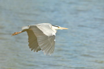 heron flying over pond detail with wings and beak