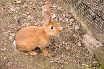 young tawny rabbit, Germany