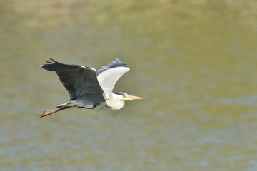heron flying over pond detail with wings and beak