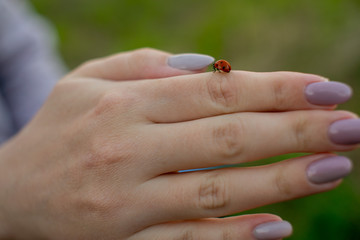 ladybug crawling on the girl's hand