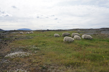 Beautiful Iceland in summer