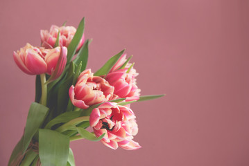 Fresh beautiful pink purple tulip Bouquet on pink background. Easter card. Copy space.