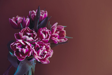 Lilac beautiful tulips flowers on brown background.  Bouquet on Easter card. Copy space.