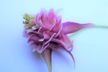 purple Aquilegia flower isolated on white background