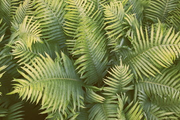 Fototapeta premium Beautiful background of natural fern leaves. Like a jungle. Green fresh fern.