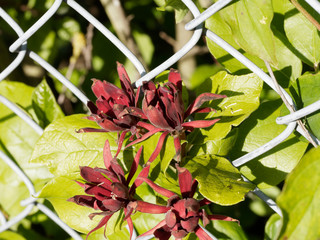 Echter Gewürzstrauch (Calycanthus floridus). Laubblätter und dunkelroten Blüten