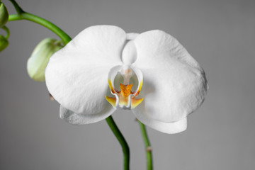 Closeup of a white orchid flower with blurry stems and buds isolated on grey