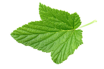 currant leaf on white background