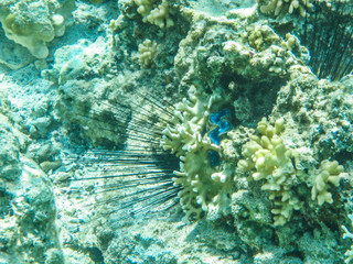 living underwater world
