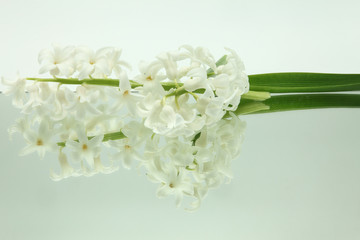 two white hyacinths reflected in horizontal mirror on white background
