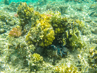 living underwater world