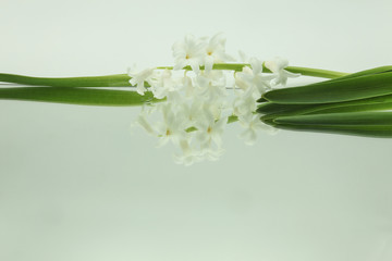 white hyacinth with green leaves reflected in horizontal mirror on white background