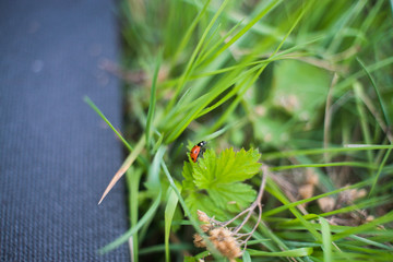 ladybird crawling on the grass