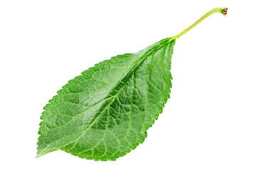 plum leaf on white background