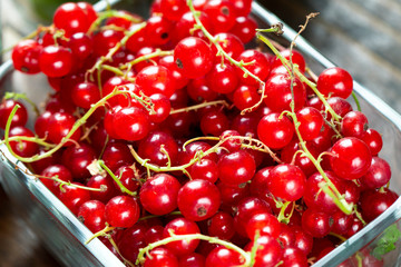 red currant as background