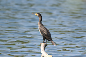 Kormoran 