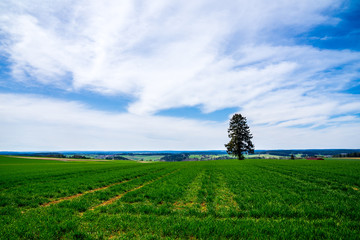 Germany, Lonely tree on green field surrounded by endless black forest nature landscape in...