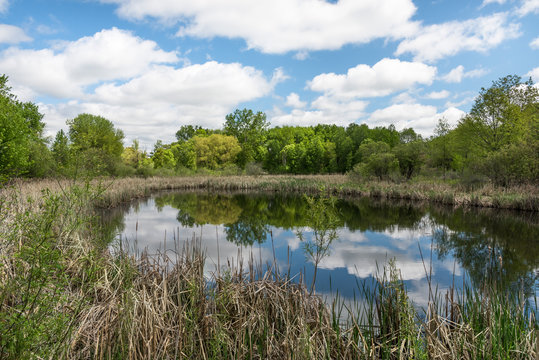 A Pond Reflecting the Sky