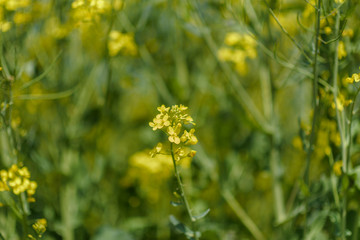 Blooming field of rapeseed. Photographed close-up at summer afternoon.