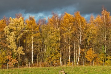 Herbstliches Neandertal