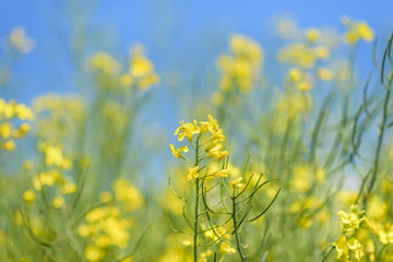 Blooming field of rapeseed. Photographed close-up at summer afternoon.